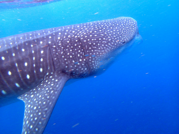 Can You Swim With Whale Sharks In The Galapagos small - Galapagos whale shark