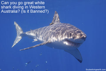 Can you go great white shark diving in Western Australia - Is it Banned small
