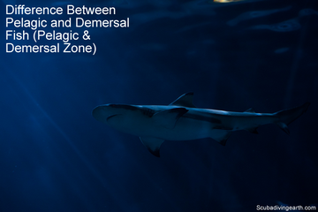 Difference Between Pelagic and Demersal Fish - Pelagic and Demersal Zone small