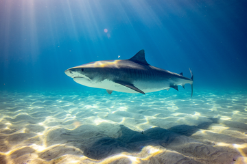 Do tiger sharks like to be petted small