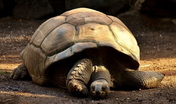 Galapagos Giant Tortoise - How To Get To Galapagos From Ecuador small