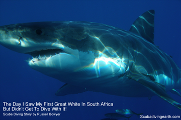 Great white shark story - The day I saw my first great white shark in South Africa small