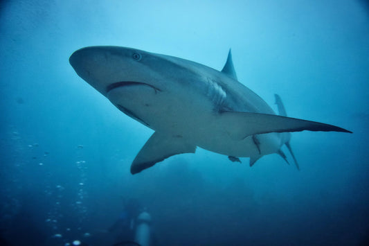 Sharks of the Red Sea: Red Sea Grey Reef Sharks