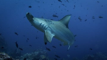 Can beginners dive in the Galapagos - Hammerhead shark