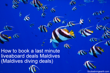 How to book a last minute liveaboard deals Maldives - Maldives diving deals small