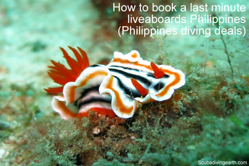 How to book a last minute liveaboards Philippines - Philippines diving deals small