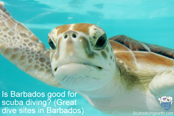 Is Barbados Good For Scuba Diving? (7 Great Dive Sites For Beginners)