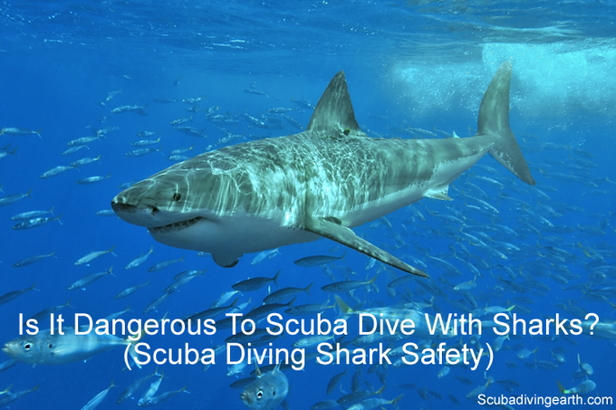 Is It Dangerous To Scuba Dive With Sharks? (Will I Be Eaten?)