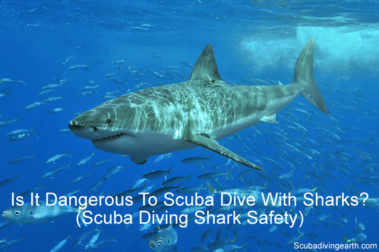 Is It Dangerous To Scuba Dive With Sharks? (Will I Be Eaten?)