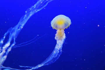 Jellyfish - Do Wetsuits Protect Against Jellyfish Stings small