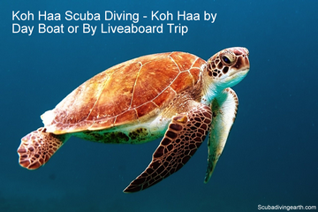 Koh Haa Scuba Diving - Koh Haa by Day Boat or By Liveaboard Trip small
