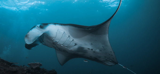 Manta Rays of Socorro Islands