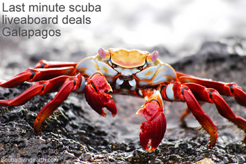 Last minute scuba liveaboard deals Galapagos small