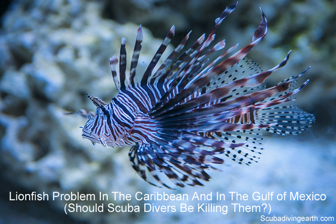 Lionfish problem in the Caribbean and in the Gulf of Mexico - Should scuba divers be killing them small