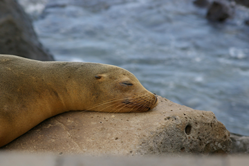 Liveaboard single cabin all Galapagos