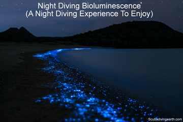 Night Diving Bioluminescence - A Night Diving Experience To Enjoy small