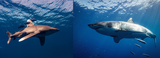 Oceanic whitetip shark vs great white shark small