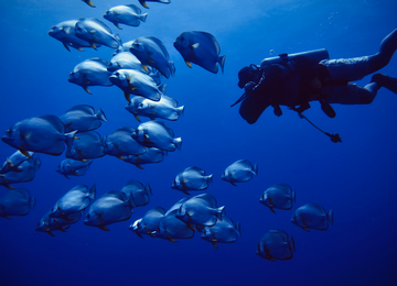 Red Sea Diving Safari small