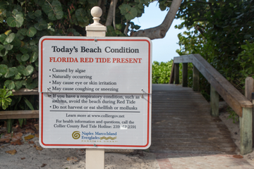 Red Tide Florida - The Affects on Swimmers Divers + Snorkelers small