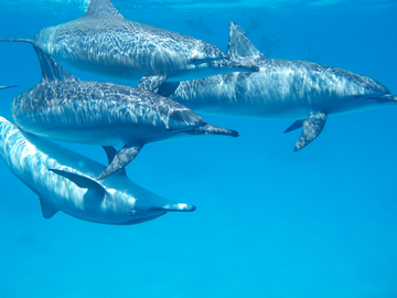 Sataya Reef (Dolphin House) - Snorkel + Dive With Dolphins small