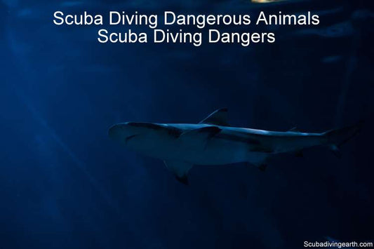 Scuba Diving Dangerous Animals (Scuba Diving Dangers)
