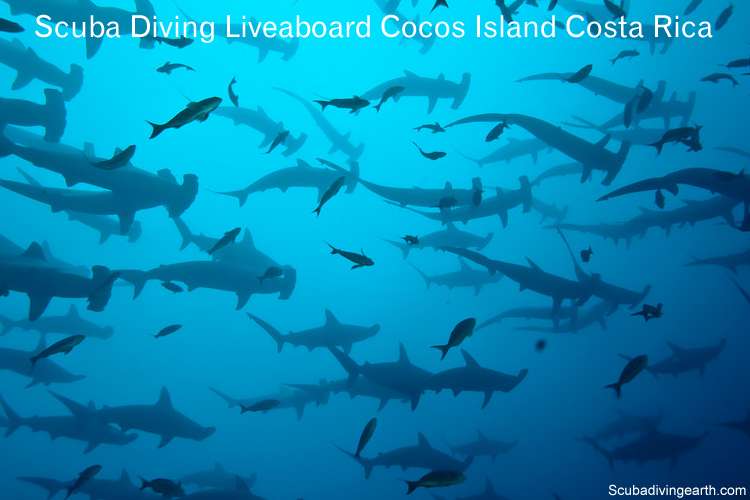 Scuba Diving Liveaboard Cocos Island Costa Rica (Diving with Hammerheads)