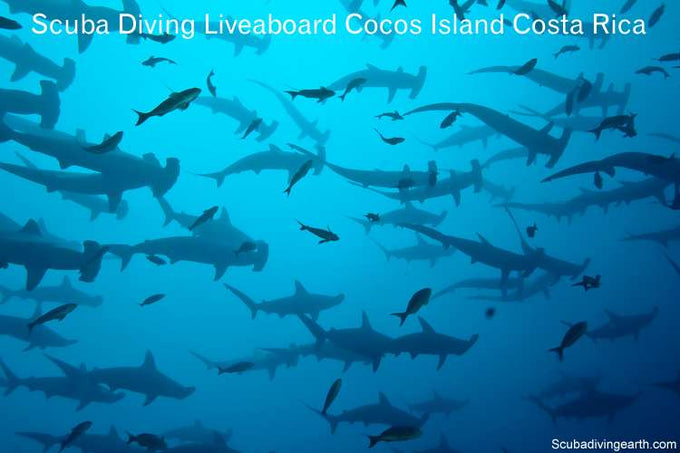 Scuba Diving Liveaboard Cocos Island Costa Rica (Diving with Hammerheads)