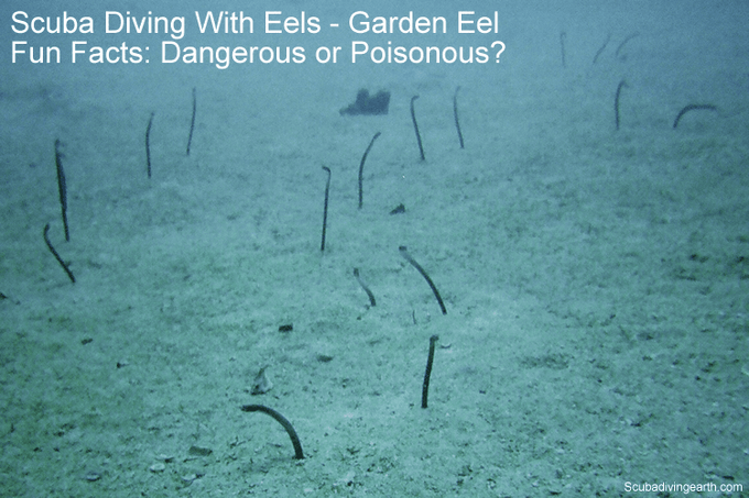 Scuba Diving With Eels - Garden Eel Fun Facts Dangerous or Poisonous