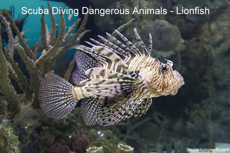 Dangerous Fish In Sharm El Sheikh - lion fish