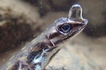 Scuba diving lizard - Water anole underwater breathing - small