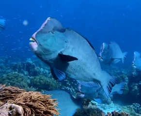 Scuba diving the Indonesian Forgotten Islands by liveaboard - bump head parrot fish small