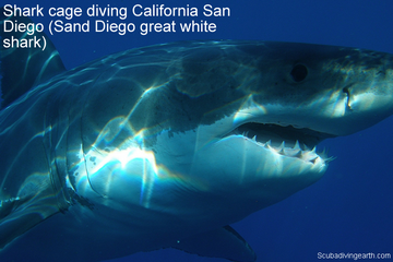 Shark cage diving California San Diego - Sand Diego great white shark