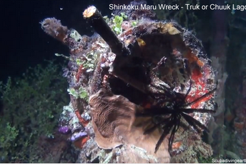 Shinkoku Maru Wreck - Truk or Chuuk Lagoon small