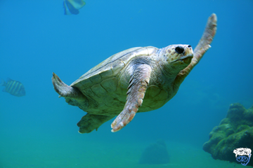 Single cabin diving liveaboard Bahamas