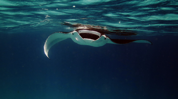 Manta Ray - Snorkelling vs scuba diving in Maldives small