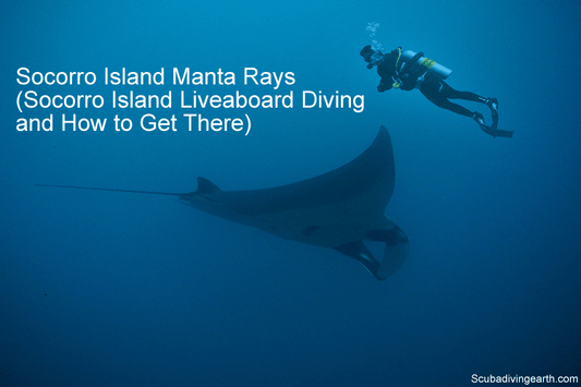 Socorro Island Manta Rays (Socorro Island Liveaboard Diving and How to Get There)