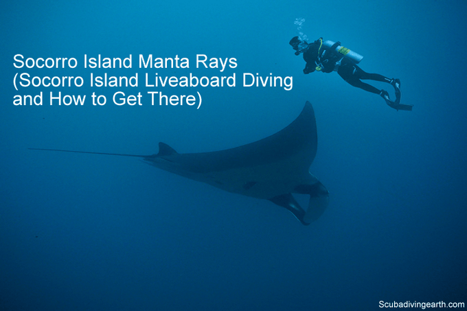 Socorro Island Manta Rays (Socorro Island Liveaboard Diving and How to Get There)