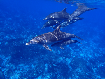 Dolphins at St. John's Island - Jazirat Zabargad Diving Egypt - Red Sea small