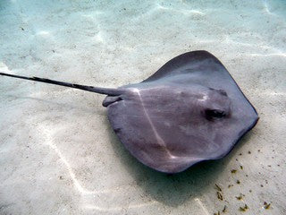 Stingray - Do Wetsuits Protect From Stingrays small