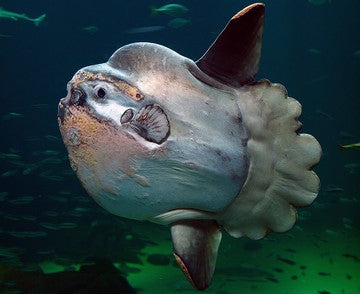 Sunfish - Mola Mola - what fish are found in Indonesia smaller