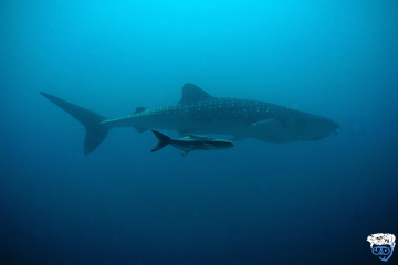 The best budget diving liveaboard Thailand