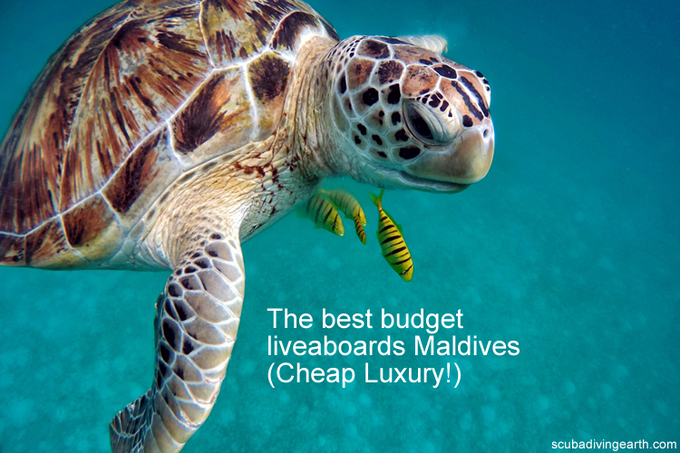 The 9 Best Budget Dive Liveaboards Maldives (Cheap Luxury!)