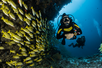 What Are The Basics of Scuba Diving For Beginners small