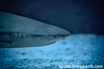 What are the similarities between sharks and rays