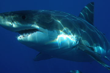 What are three interesting facts about the great white shark small