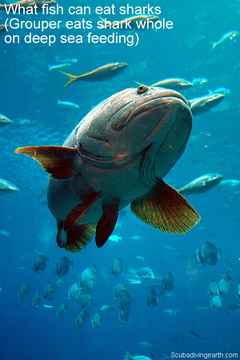 What fish can eat sharks - Grouper eats shark whole on deep sea feeding smaller