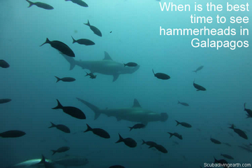 When is the best time to see hammerheads in Galapagos Islands small