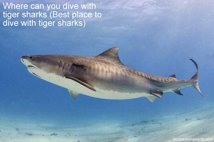 Where Can You Dive With Tiger Sharks (Best Place To Dive With Tiger Sharks)