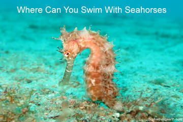 Where can you swim with seahorses small
