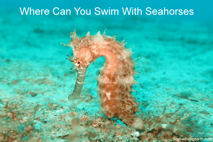 Where can you swim with seahorses small